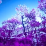 Infrared Trees